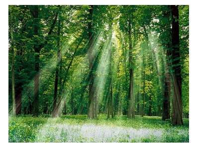 Bài giảng Tập đọc Khối 5 - Bài: Kì diệu rừng xanh