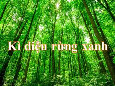 Bài giảng Tập đọc Khối 5 - Kì diệu rừng xanh (Bản hay)