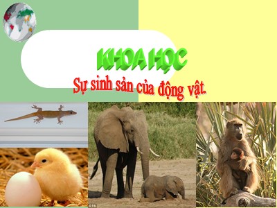 Bài giảng Khoa học Lớp 5 - Bài 55: Sự sinh sản của động vật (Bản hay)
