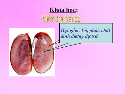 Bài giảng Khoa học Lớp 5 - Bài: Cây con có thể mọc lên từ một số bộ phận của cây mẹ