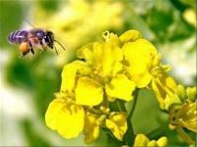 Bài giảng Tập đọc Lớp 5 - Bài: Hành trình của bầy ong